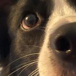 WelshBlokey