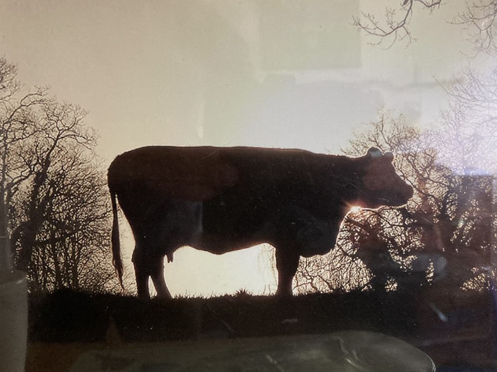 holy cow.jpg