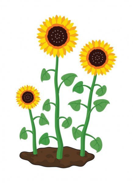 sunflower 1.jpg