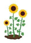 sunflower 1.jpg