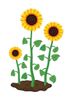 sunflower 1.jpg
