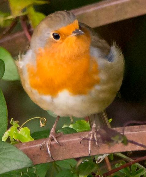Robin front view frank moore.jpg