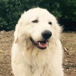 whitedogleeds