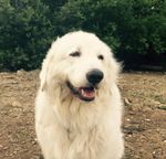 Profile (whitedogleeds)
