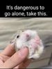 hamster.jpg