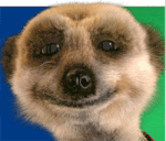 Meerkat Aleksandr 101009.gif