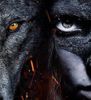 Wolves-236.jpg