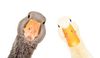 134122375-portrait-of-a-funny-goose-and-duck-closeup-isolated-on-a-white-background.jpg