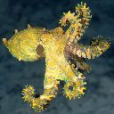 Octopod.jpg