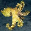 Octopod.jpg