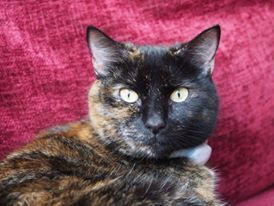 Teazle Fb Profile.jpg