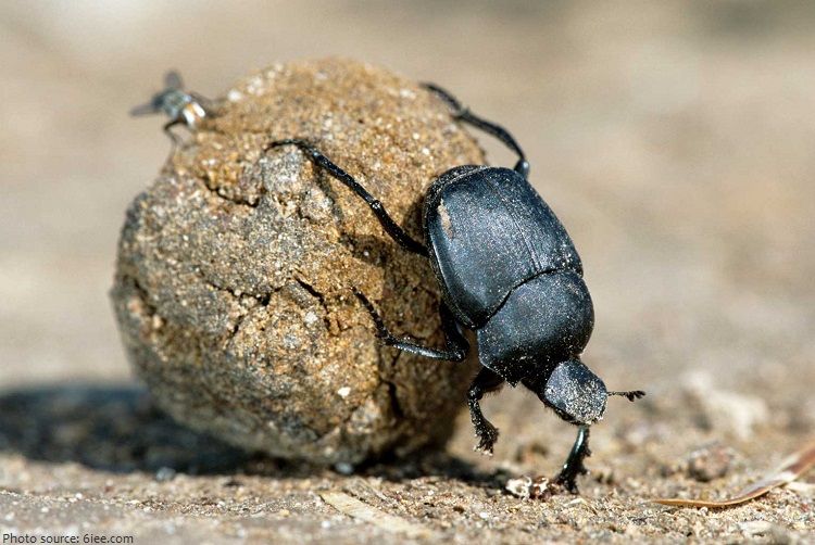 dung-beetle.jpg