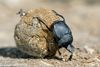 dung-beetle.jpg