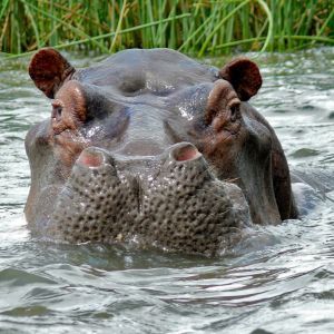 Hippos-2.jpg