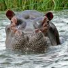 Hippos-2.jpg
