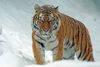 tiger-1975790.jpg