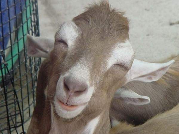 nicegoat.jpg