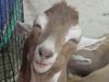 nicegoat.jpg