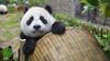 210709050012-giant-panda-china-file.jpg
