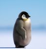 Penguin 2.jpg
