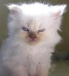mad-kittyavat.jpg