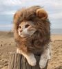 cat.jpeg