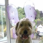 Ralfdog