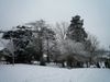 Snow 5 February 2012 (31).JPG