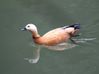 ducksmall.jpg