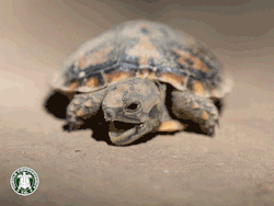 IMG_6682.gif