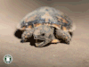 IMG_6682.gif