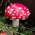 FlyAgaric