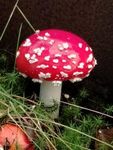 Profile (FlyAgaric)