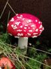 Fly-Agaric.jpg