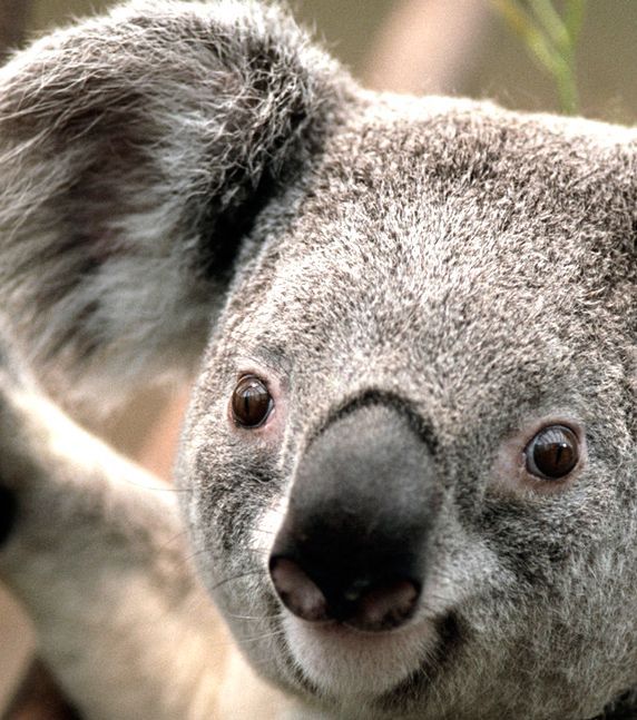 Koala~2.jpg