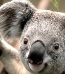 Koala~2.jpg