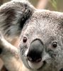Koala~2.jpg