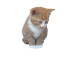 dusty1.png
