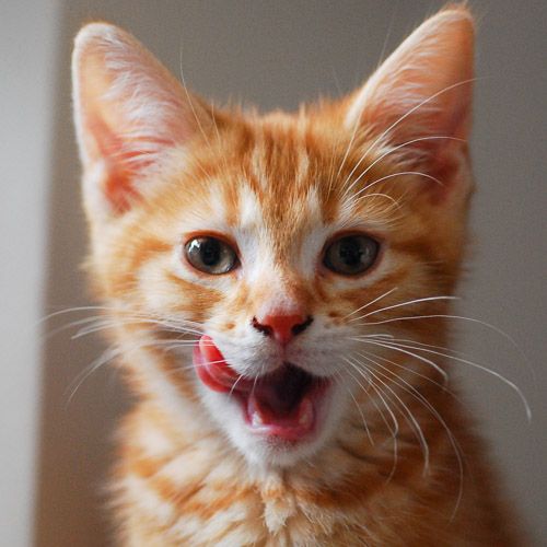 catvatar 500px.jpg