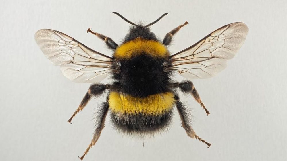 wide bee version.jpg
