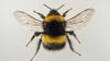 wide bee version.jpg