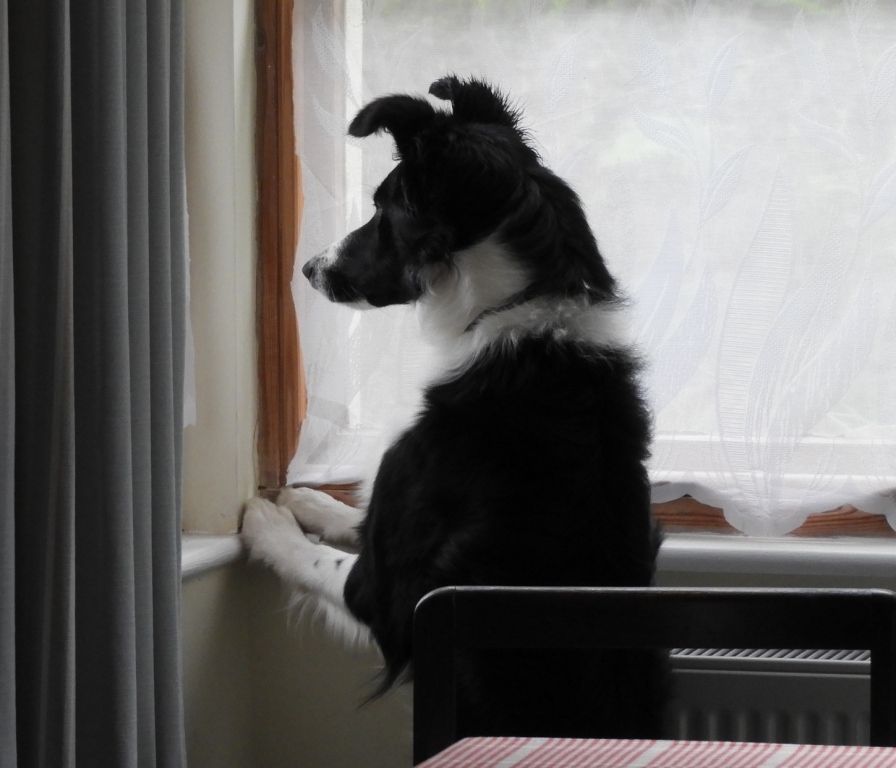 pupwatch.JPG