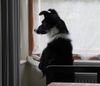 pupwatch.JPG