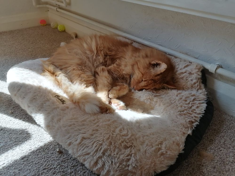 May 2024 - Snoozing.jpg