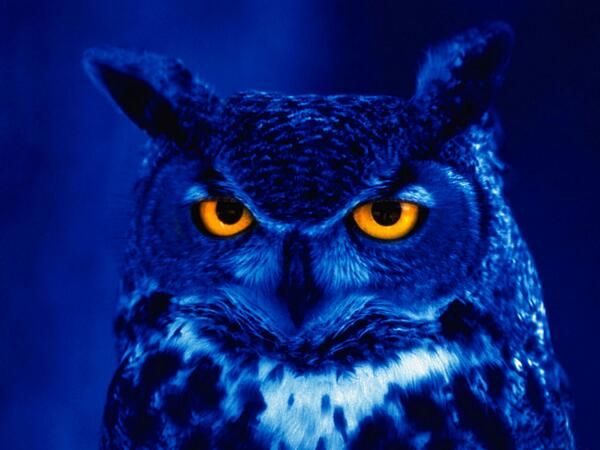 Blue Owl.jpg