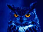 Blue Owl.jpg