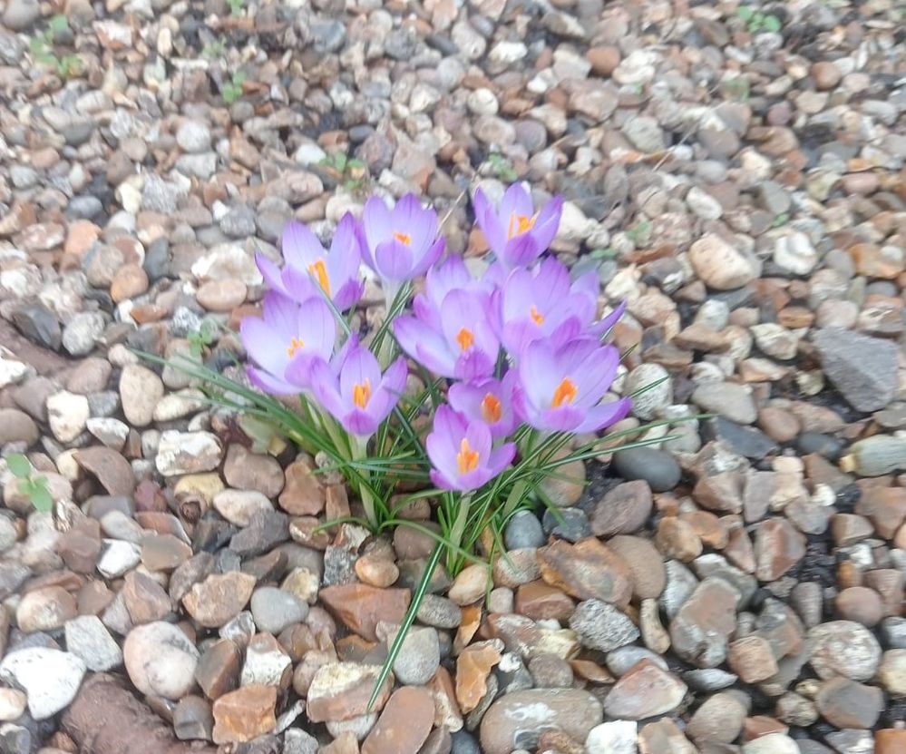 2024-02-15 crocuses.jpg