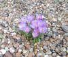 2024-02-15 crocuses.jpg
