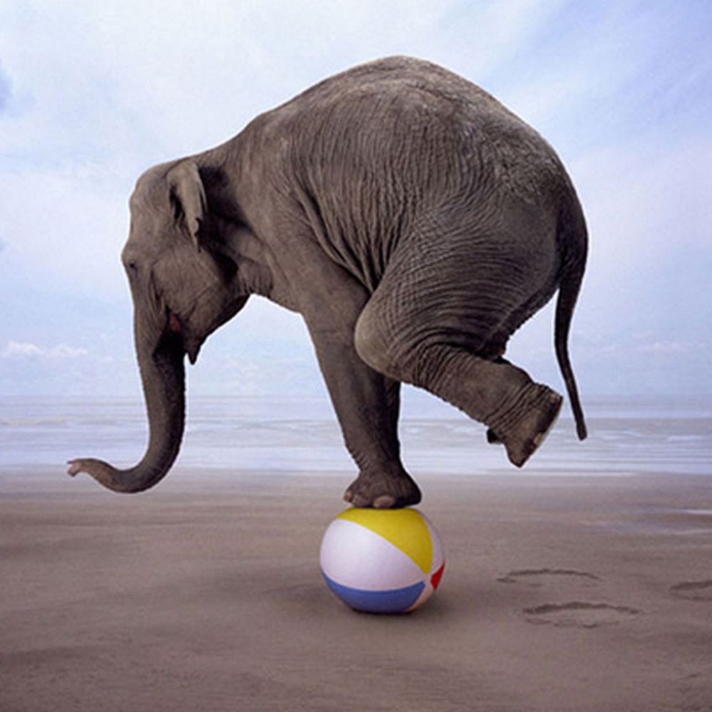 elephant-balance.jpg