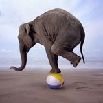 elephant-balance.jpg
